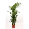 None Kentia 27cm House Plant -Plantery Shop 12804522 1204843273110699