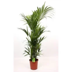 None Kentia 27cm House Plant