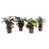 None Calathea Mix 19cm -Plantery Shop 12833884 1514841212526814
