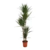 Dracaena Marginata (Dragon Tree) - 30cm 1 Dracaena Marginata (Dragon Tree) - 30cm -Plantery Shop 12881746 4645020086965553