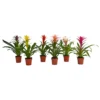 None Guzmania Mix - 12cm -Plantery Shop 12882182 1064843278210054