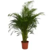 Areca Palm (Butterfly Palm) Houseplant - 27cm -Plantery Shop 12886414 5264869421777767