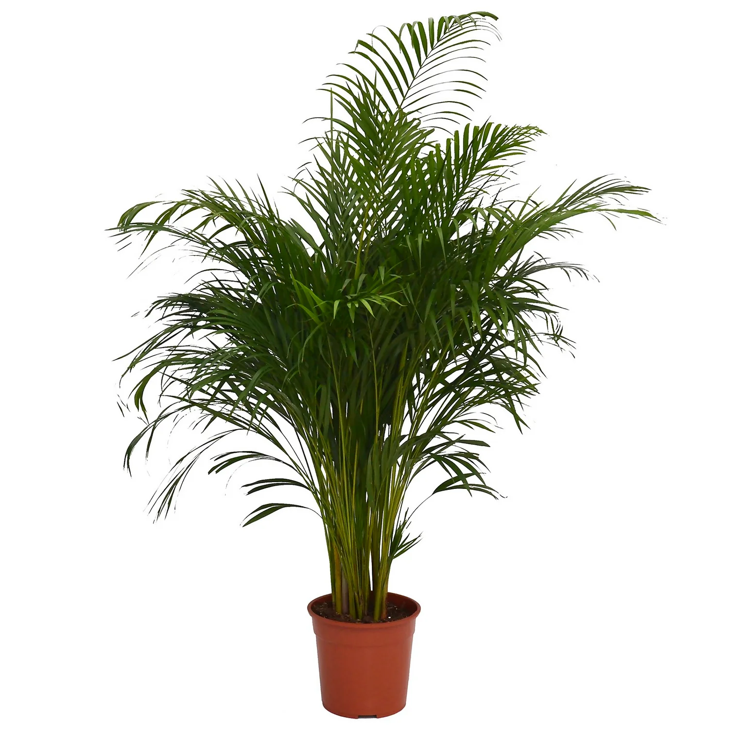 Areca Palm (Butterfly Palm) Houseplant - 27cm 3 Areca Palm (Butterfly Palm) Houseplant - 27cm