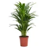 Areca Palm Dypsis Lutescens (Butterfly Or Golden Palm) In 17cm Pot -Plantery Shop 12886418 6564929119924739