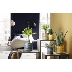 Scheurich Elna Yellow Ceramic Pot - 12cm 6 Scheurich Elna Yellow Ceramic Pot - 12cm -Plantery Shop 12912145 1514845867921624