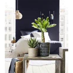 Scheurich Alma Blue Ceramic Pot - 16cm -Plantery Shop 12912147 7604845867852591