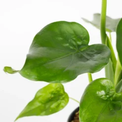 Alocasia - 17cm -Plantery Shop 12940424 1095054817344619