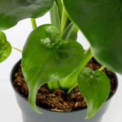 Alocasia - 17cm -Plantery Shop 12940424 7485054817396609