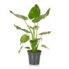 Alocasia - 17cm -Plantery Shop 12940424 8355054817264129