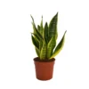 None Snake Plant Pot Size 12cm -Plantery Shop 12940491 1385053505749572