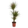 None Dracaena Marginata Mix (Dragon Tree) 60 -30 -15 - Pot Size 21cm -Plantery Shop 12955981 1414930929154395