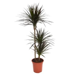 None Dracaena Marginata Mix (Dragon Tree) 60 -30 -15 - Pot Size 21cm -Plantery Shop 12955981 9554930929272688