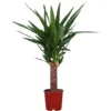 None Yucca - 14cm -Plantery Shop 12960911 1764918763797605
