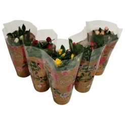 None Miniature Rose Houseplant - 10.5cm