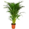None Areca Palm 19cm. -Plantery Shop 13154595 1524897484206143