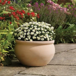 Regency Terracotta Bowl - 22cm -Plantery Shop 13176836 2044933182885981