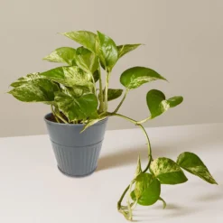 Ribbed Planter (3 Colour Mix) - 10cm -Plantery Shop 13193952 4854933496129094