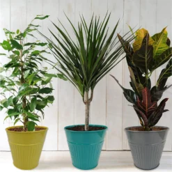Ribbed Planter (3 Colour Mix) - 18cm -Plantery Shop 13193953 1244909731587754