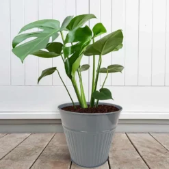 Ribbed Planter (3 Colour Mix) - 18cm -Plantery Shop 13193953 1834933504482486