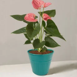 Ribbed Planter (3 Colour Mix) - 12cm -Plantery Shop 13193954 1834933504168194