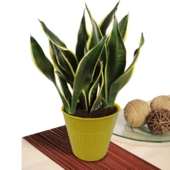 Ribbed Planter (3 Colour Mix) - 12cm -Plantery Shop 13193954 2864933504188960