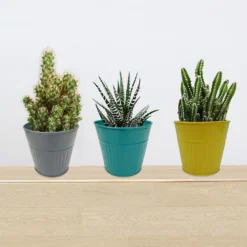 Ribbed Planter (3 Colour Mix) - 12cm -Plantery Shop 13193954 6434933504042227