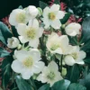 Helleborus Niger Christmas Carol 6 Pack 2 Helleborus Niger Christmas Carol 6 Pack -Plantery Shop 13295658 1185000394407403