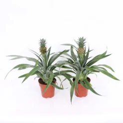 Pineapple 13 Cm