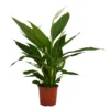 Spathiphyllum (Peace Lily) House Plant - 17cm -Plantery Shop 13510285 1854919029918071