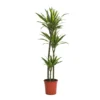 Dracaena Deremensis Lemon Lime Jumbo (Dragon Tree) 90-60-30cm - Pot Size 24cm -Plantery Shop 13510286 1124923873652944