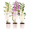Dendrobium Nobile Mix -Plantery Shop 13515402 3104941823882512