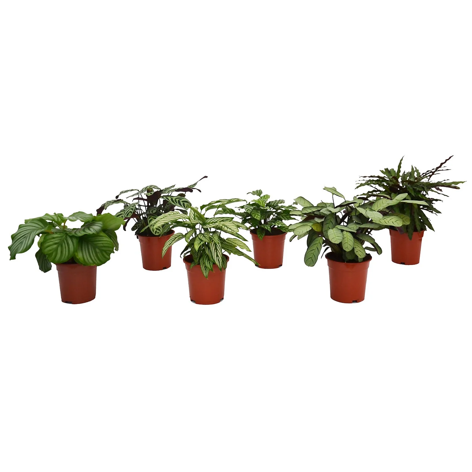 Calathea Mix 17cm 3 Calathea Mix 17cm