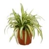 Chlorophytum 'Spider Plant' Comosum 'Variegatum -Plantery Shop 13528685 4064924411093308
