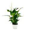 Spathiphyllum (Peace Lily) Houseplant - 13cm -Plantery Shop 13528687 1474924411093296