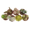 Cactus Mix In 8.5cm Pot -Plantery Shop 13528689 1184924200757500