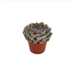 Echeveria Mix 10.5cm -Plantery Shop 13528697 1385036620887390