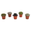 Echeveria Mix 10.5cm -Plantery Shop 13528697 2125036620778985
