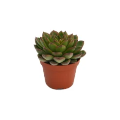 Echeveria Mix 10.5cm -Plantery Shop 13528697 6275036620959987