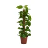 Scindapsus (Devils Ivy) 80cm Mosspole - Pot Size 19cm -Plantery Shop 13528700 1484924411194429