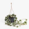 Ceropegia Woodii (String Of Hearts) In Hanging Basket -Plantery Shop 13644992 1594959888241470