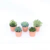 Succulents In Terracotta Pot 7 Cm -Plantery Shop 13828335 7865037175573116