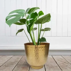 Hammered Brass Indoor Plant Pot - 16cm -Plantery Shop 13887185 1304999810003221