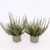 Calluna Vulgaris Mix - 9cm 1 Calluna Vulgaris Mix - 9cm -Plantery Shop 13898036 8024991512380147