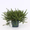 Erica X Darleyensis Mix 11cm -Plantery Shop 13898038 1714991818837254