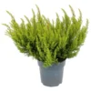 Erica Alberts Gold House Plant - 12cm -Plantery Shop 13898084 1724984244215977