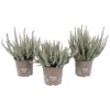 Calluna Garden Girls Fluffy House Plant - 11cm -Plantery Shop 13898089 8614984244159766