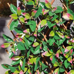 Faux Leaf Trellis 90x180cm - Red Robin -Plantery Shop 13971223 1745014602988866