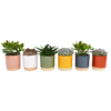 None Succulent In Eno Duo Pot - 13cm -Plantery Shop 13973609 1324996212611388