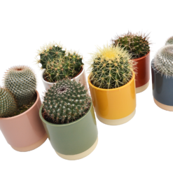 Cactus Mix In Eno Duo Pot 13cm -Plantery Shop 13973610 1414996212509691