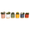Cactus Mix In Eno Duo Pot 13cm -Plantery Shop 13973610 1484996212447120